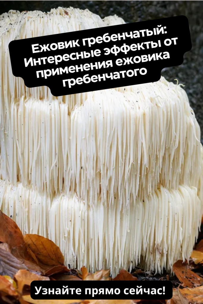 Ежовик гребенчатый: гриб, который заставит ваш мозг работать на 200%. Тайны, польза и шокирующие факты о природном ноотропе!